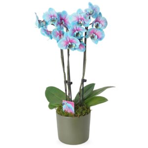 Alacalı Mavi Orkide